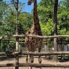 Osztálykirándulás a Szegedi Vadasparkban